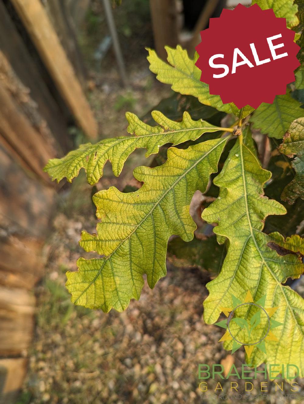 Bur Oak- Tree for sale, Grown in Grande Prairie -Braeheid Gardens Ltd. on Emerson Trail