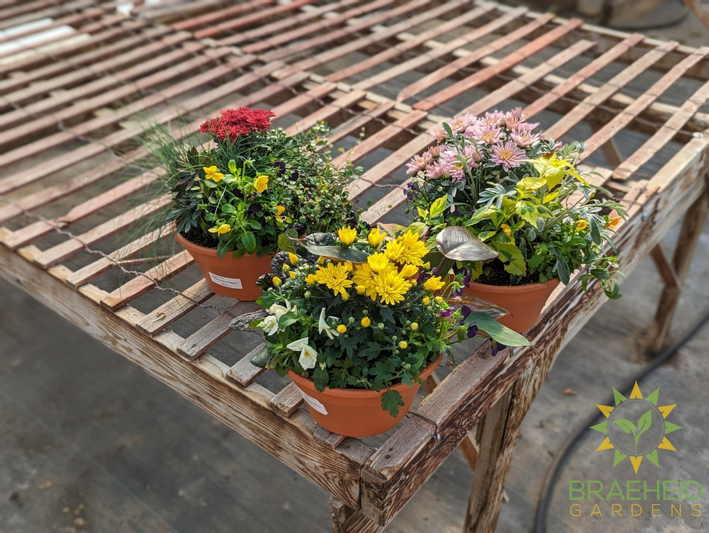 Carnival Bowl Fall Planter