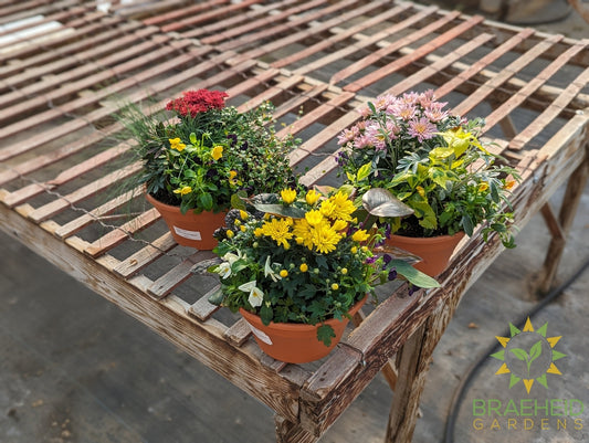 Carnival Bowl Fall Planter