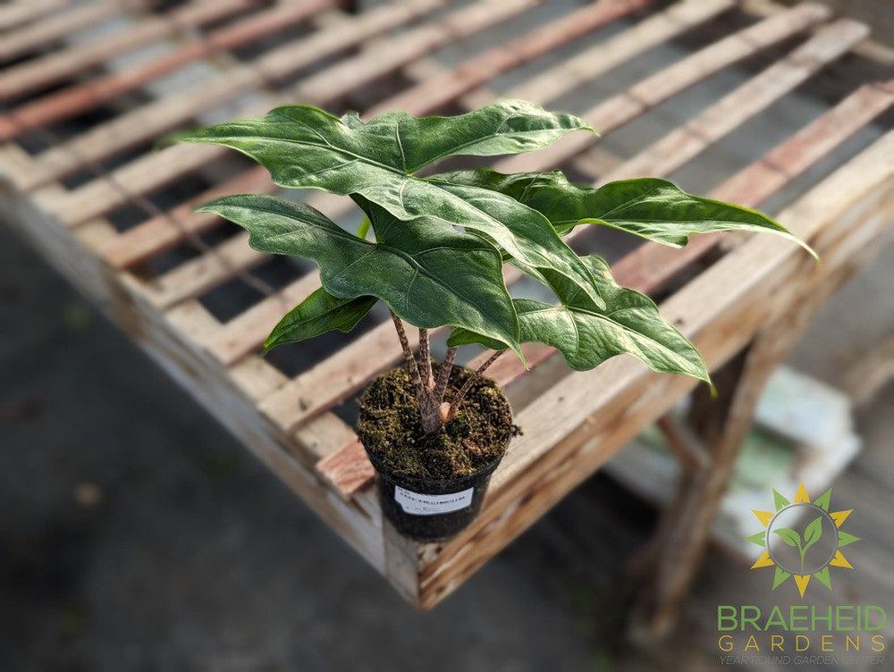 Alocasia Batwing (Nycteris)