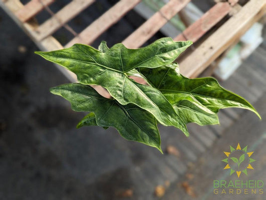 Alocasia Batwing (Nycteris)