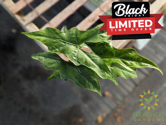 Alocasia Batwing (Nycteris)