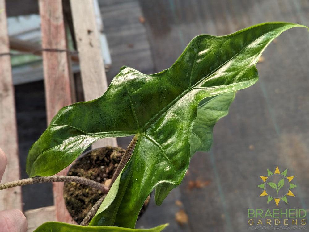 Alocasia Batwing (Nycteris)