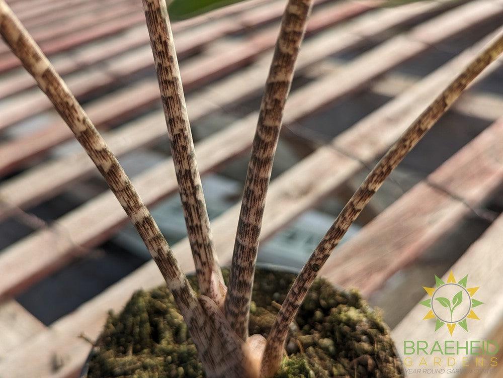 Alocasia Batwing (Nycteris)