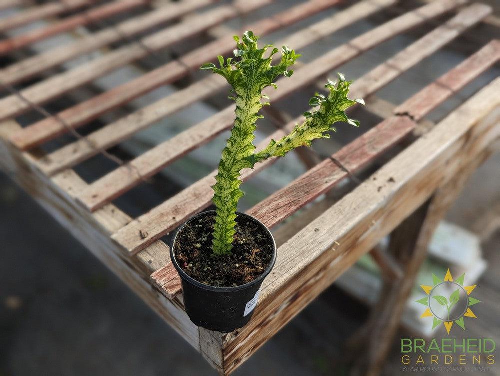 Euphorbia Trigona Variegated