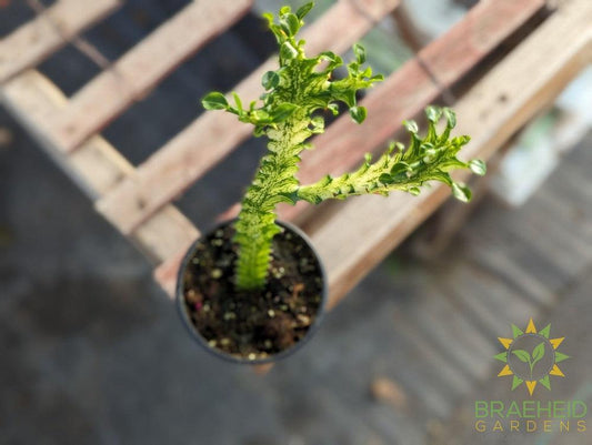 Euphorbia Trigona Variegated