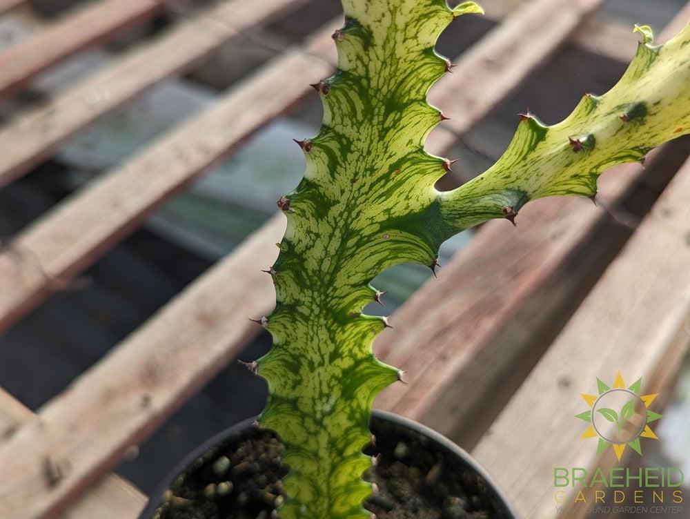Euphorbia Trigona Variegated