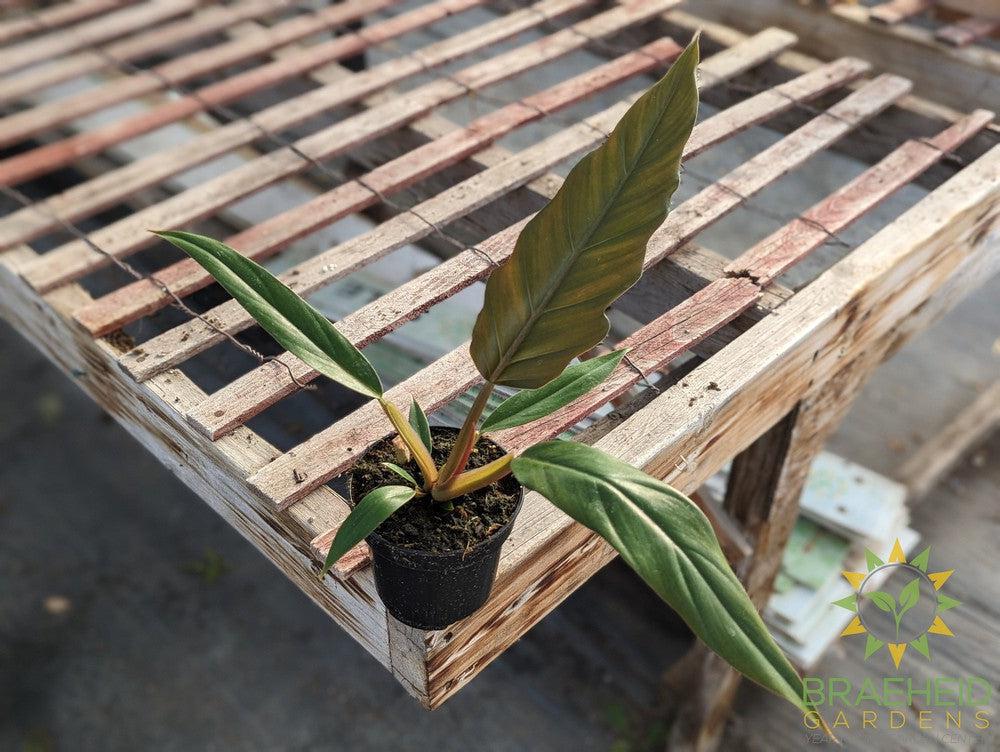Philodendron Pluto