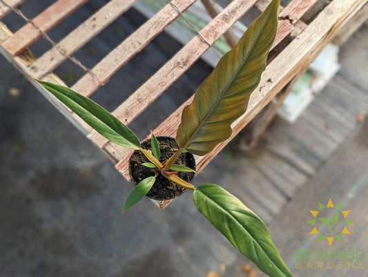 Philodendron Pluto