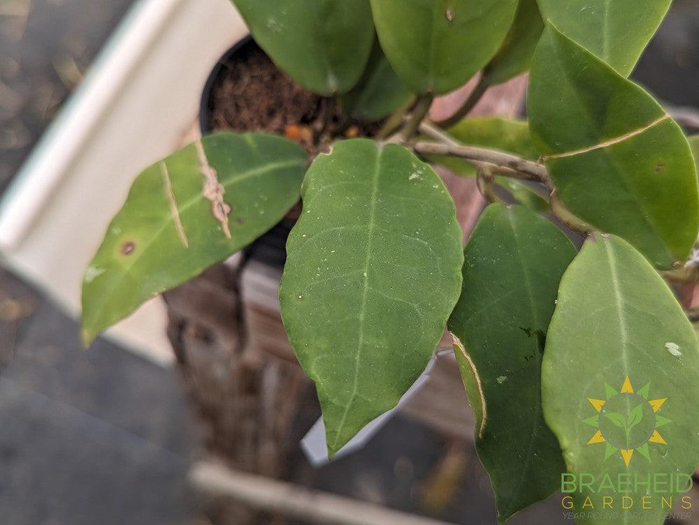 Hoya Patricia