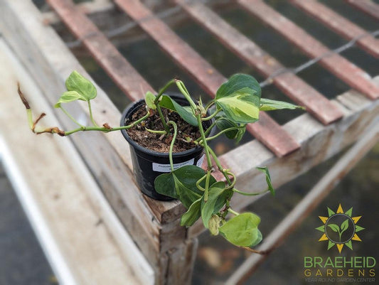 Cream Splash Philodendron