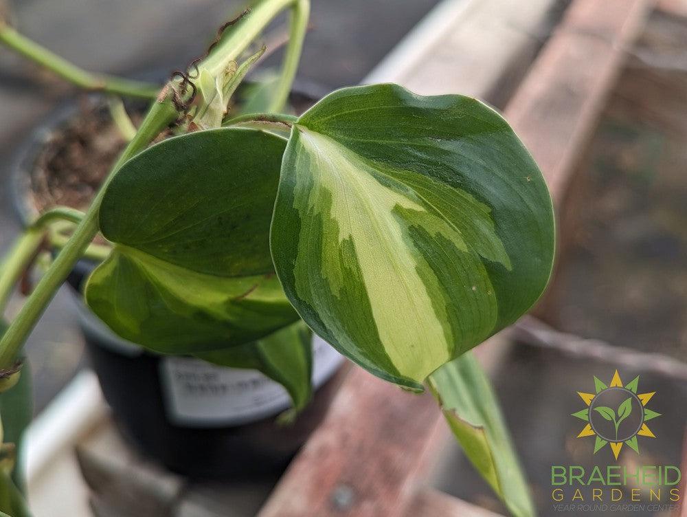 Cream Splash Philodendron