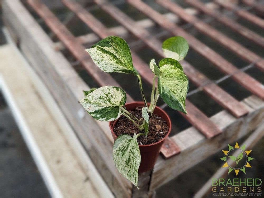 Manjula Pothos