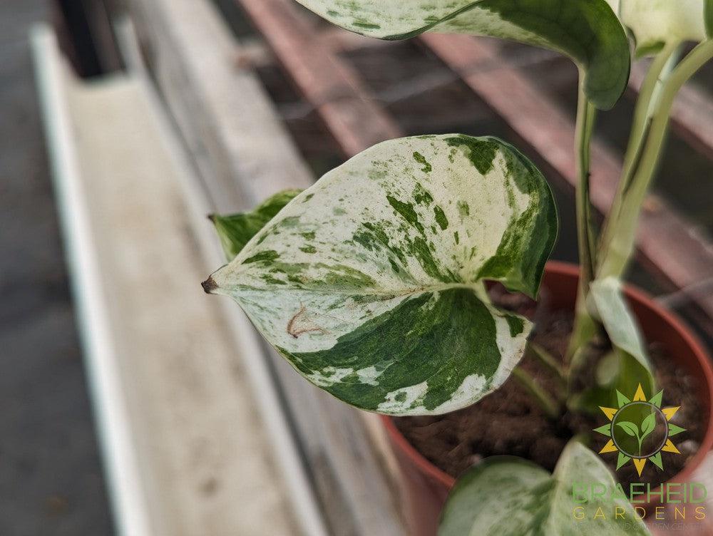 Manjula Pothos
