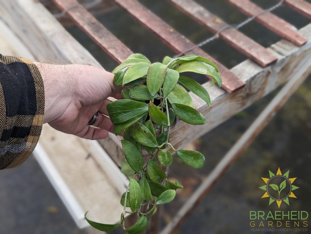 Hoya Merrillii Long Leaf