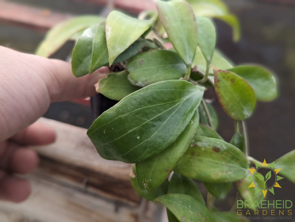 Hoya Merrillii Long Leaf