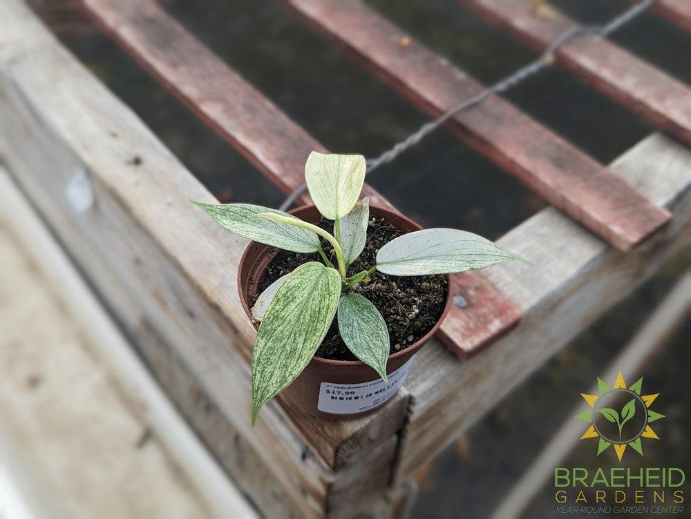 Philodendron Florida Ghost
