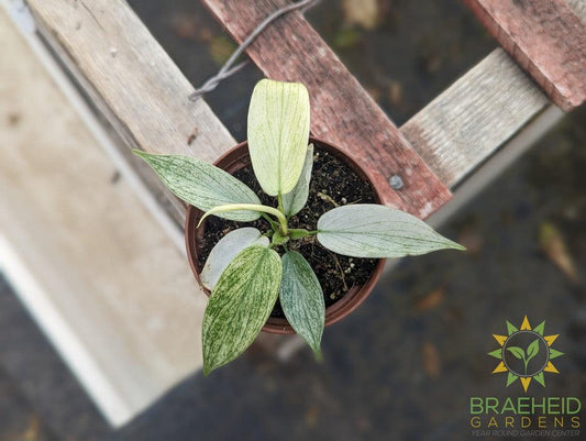 Philodendron Florida Ghost