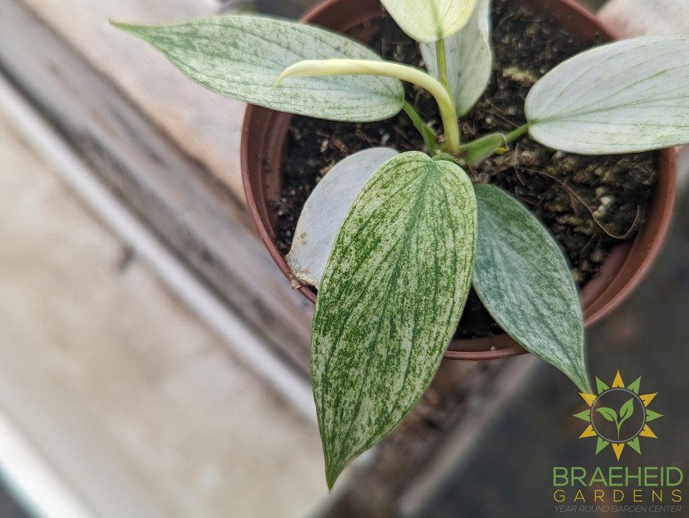 Philodendron Florida Ghost