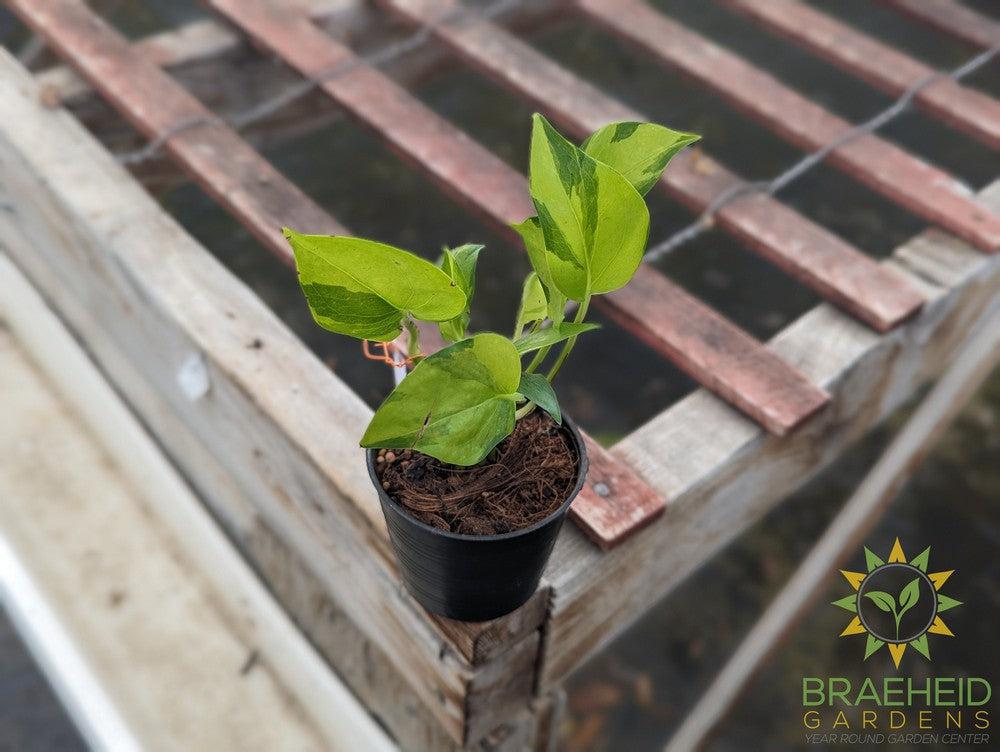 Epipremnum Aureum Neon Joy