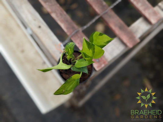 Epipremnum Aureum Neon Joy