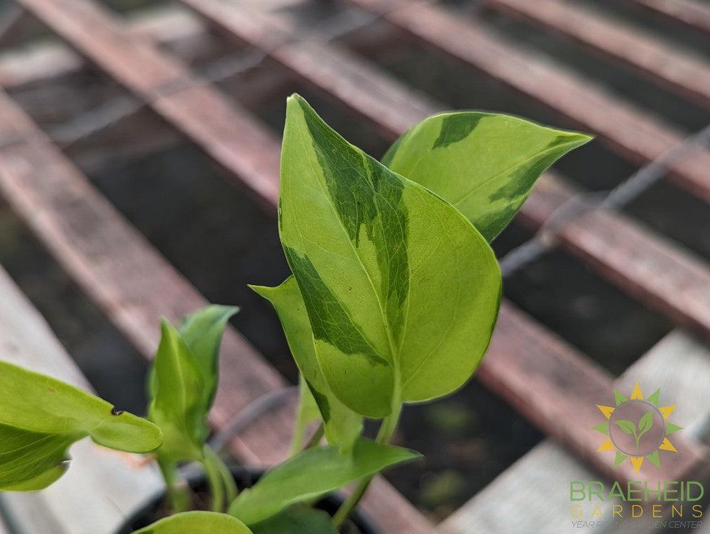Epipremnum Aureum Neon Joy