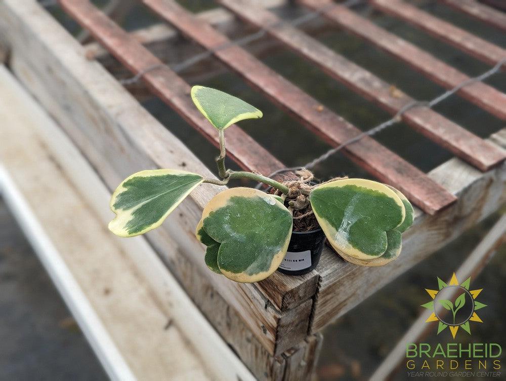 Hoya Kerrii Albomarginata