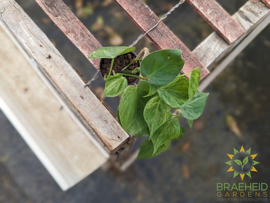 Variegated Heart Leaf Philodendron