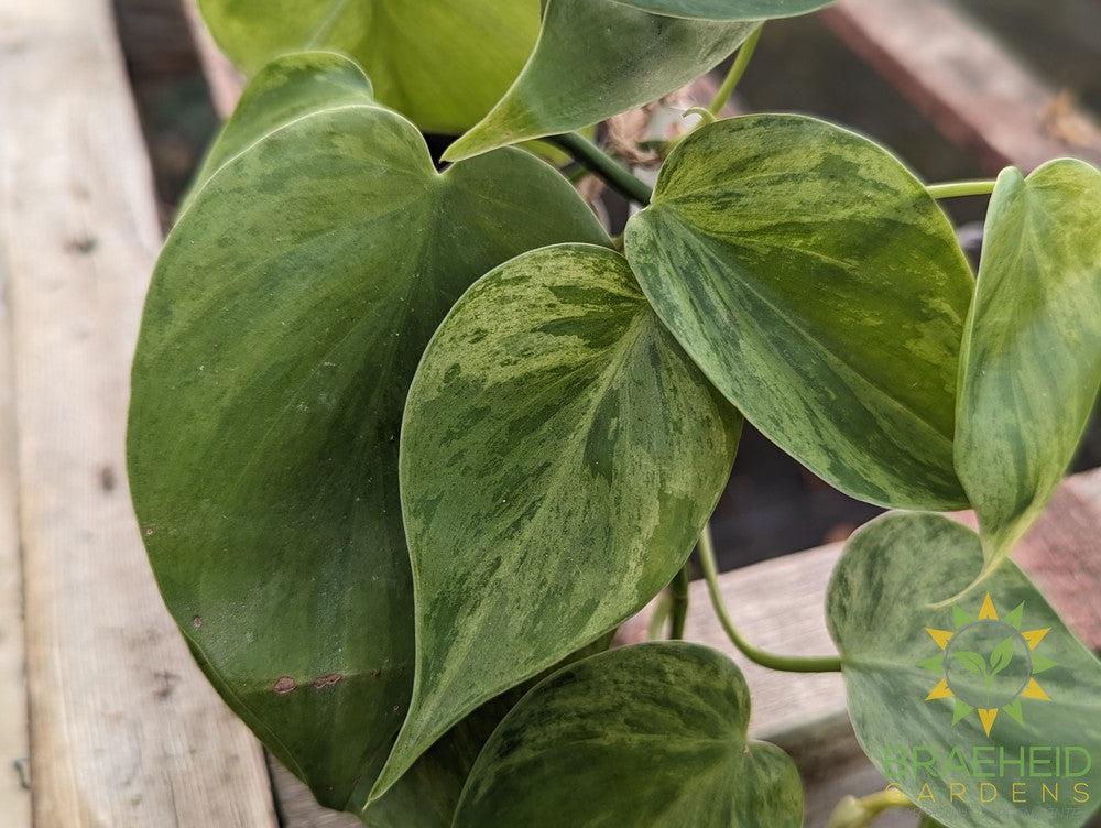 Variegated Heart Leaf Philodendron