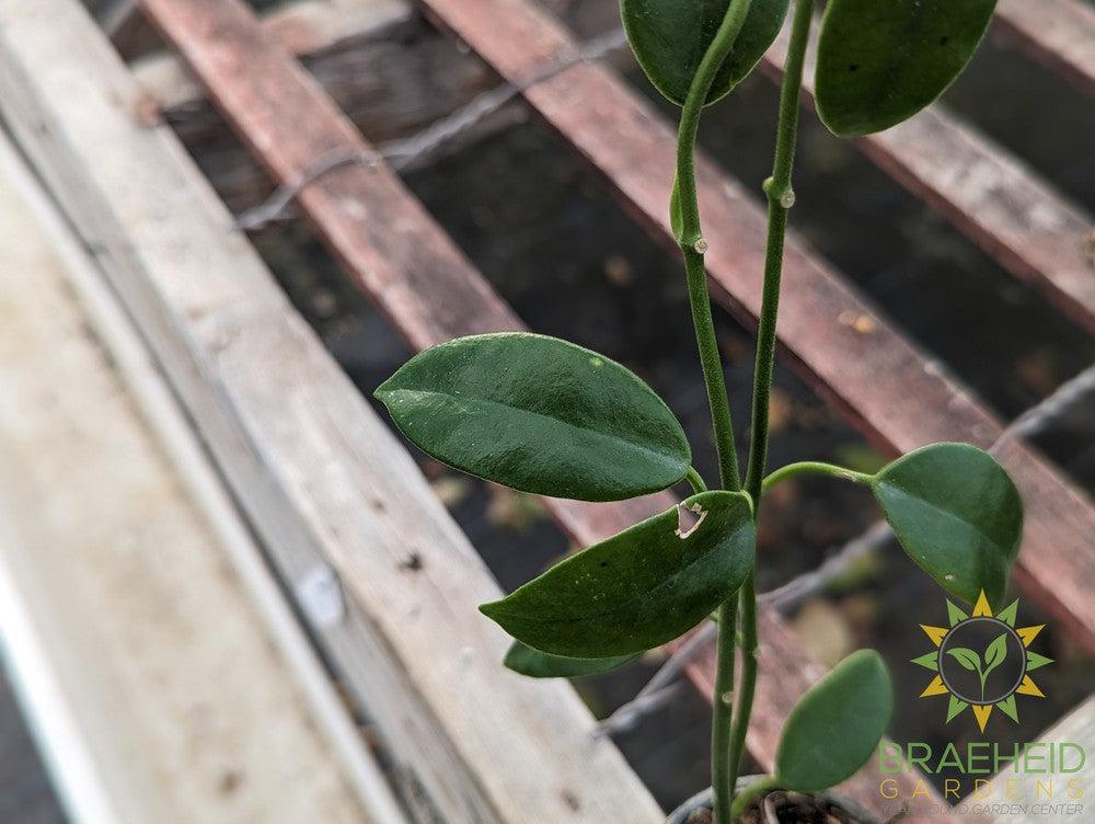 Hoya Coronaria Pink