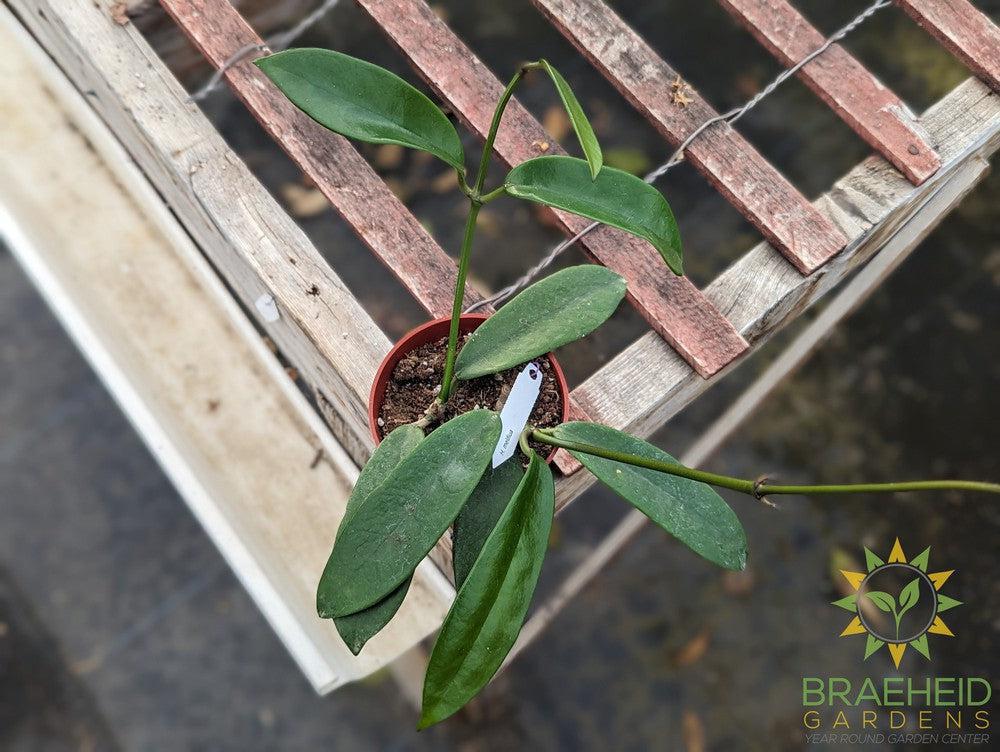 Hoya Melifua