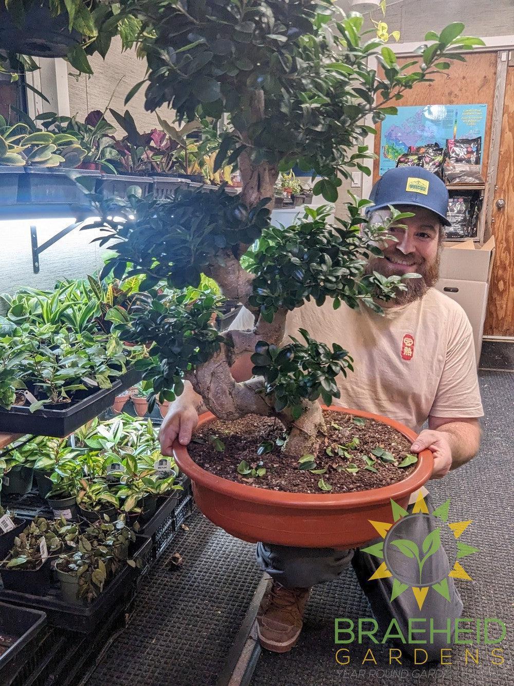 S Shaped Ficus Ginseng Bonsai - No Ship