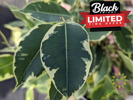 Large Variegated weeping Ficus - NO SHIP -