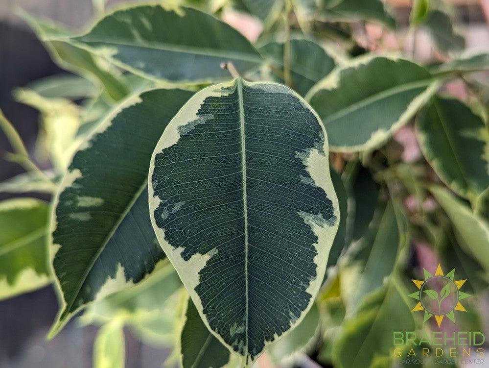 Large Variegated weeping Ficus - NO SHIP -