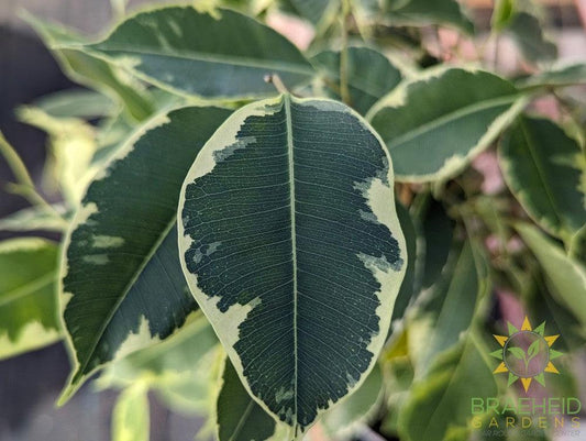 Large Variegated weeping Ficus - NO SHIP -