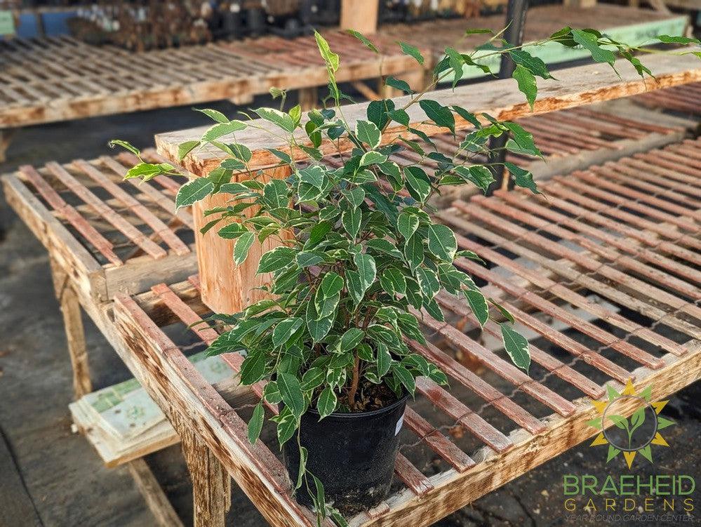 Large Variegated weeping Ficus - NO SHIP -