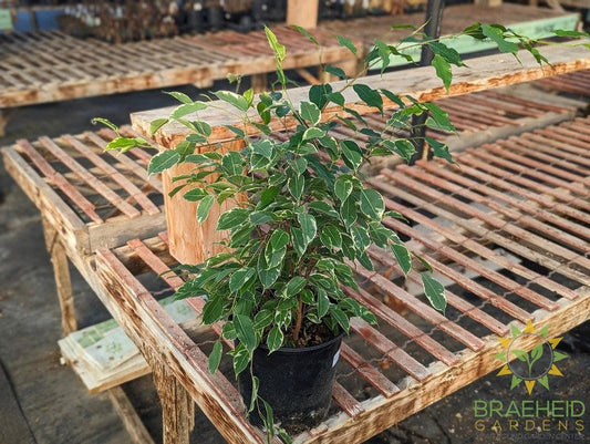 Large Variegated weeping Ficus - NO SHIP -