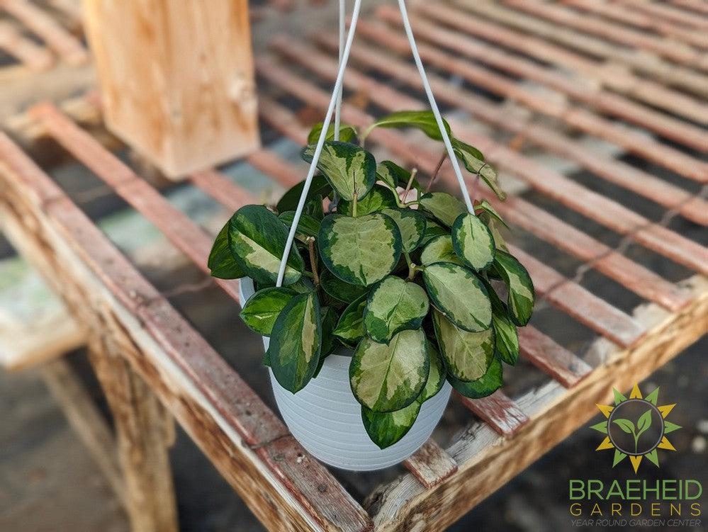 Hoya Australis Tricolor Hanging Basket