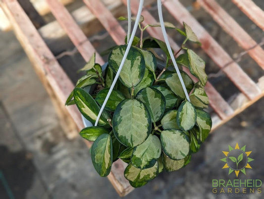 Hoya Australis Tricolor Hanging Basket