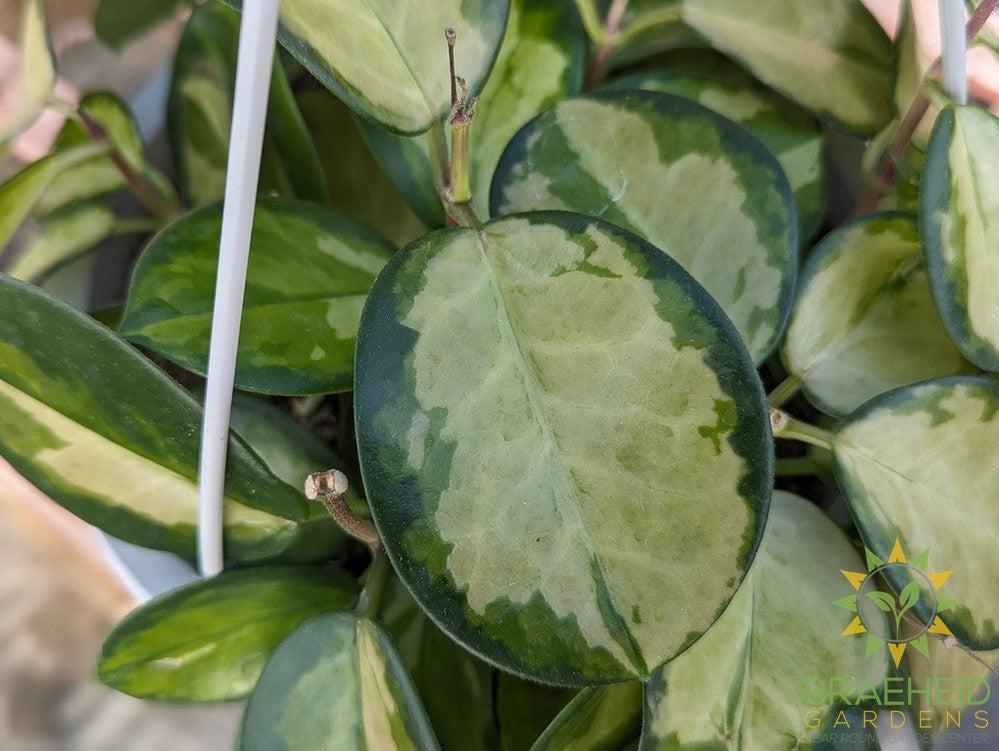 Hoya Australis Tricolor Hanging Basket