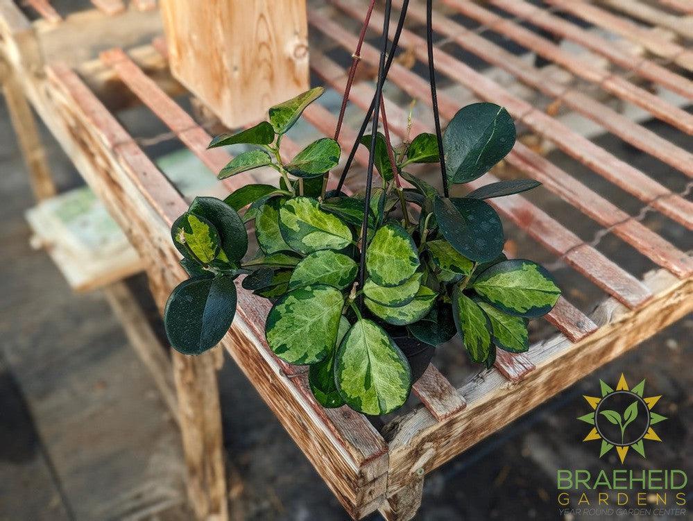 Hoya Australis Tricolor Hanging Basket