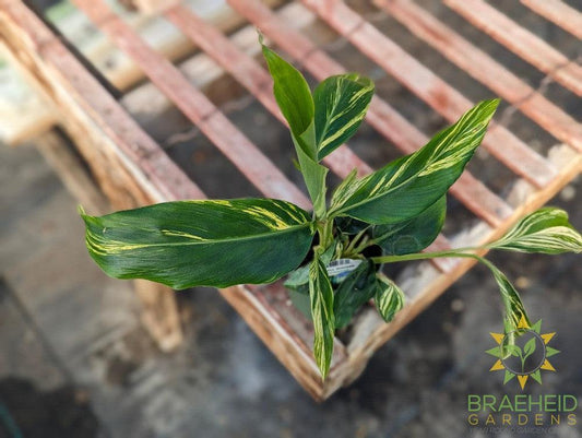 Alpinia Ginger Variegated