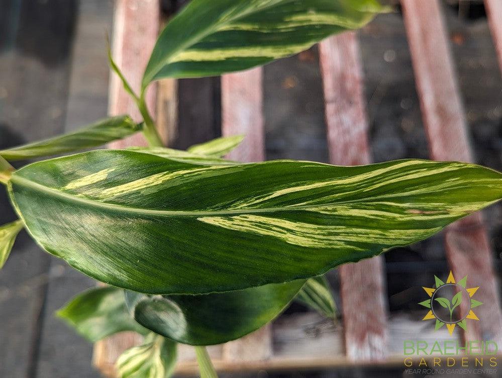 Alpinia Ginger Variegated