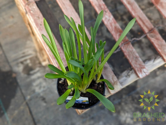 Grape Hyacinth started bulb