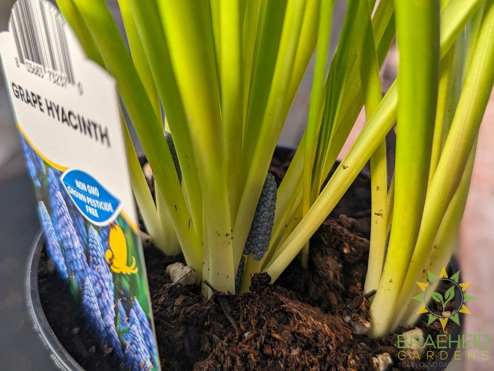 Grape Hyacinth started bulb