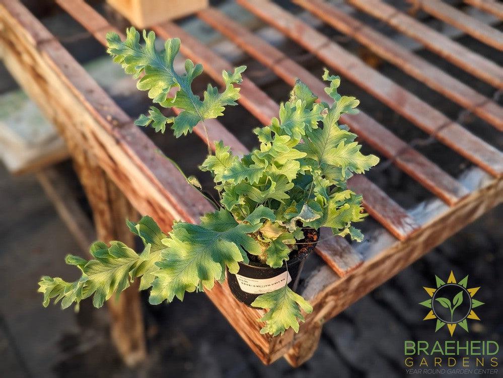 Blue Star Fern Davana
