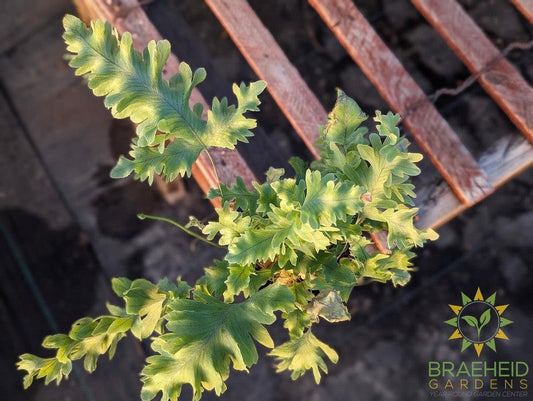 Blue Star Fern Davana