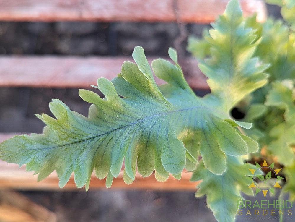 Blue Star Fern Davana
