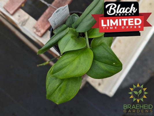 Scindapsus Treubii Moonlight