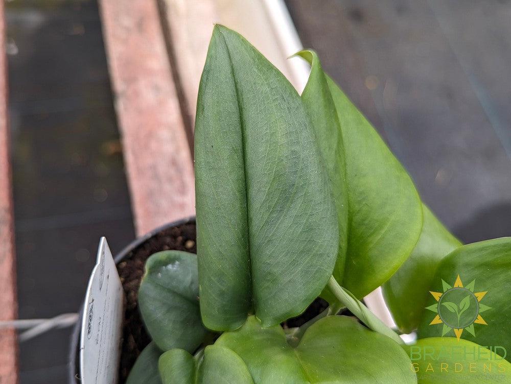 Scindapsus Treubii Moonlight